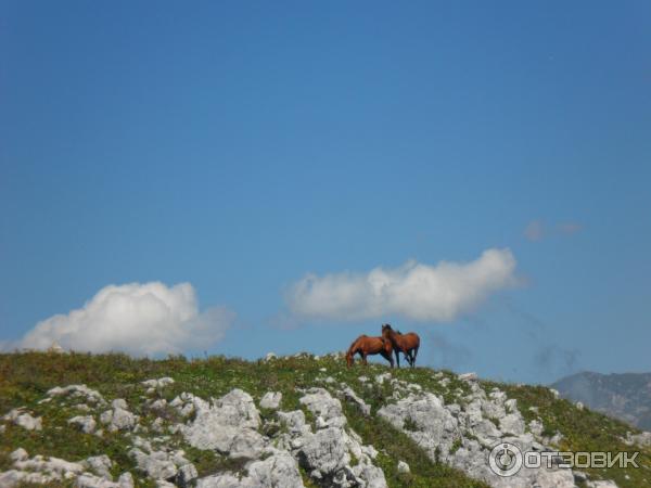 Экскурсия на Альпийские луга (Абхазия, Гудаутский район) фото