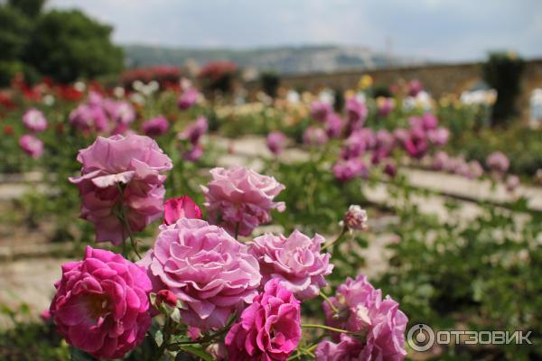 Экскурсия в университетский ботанический сад (Болгария, Балчик) фото