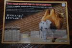 Пояс из верблюжей шерсти Леонарда фото