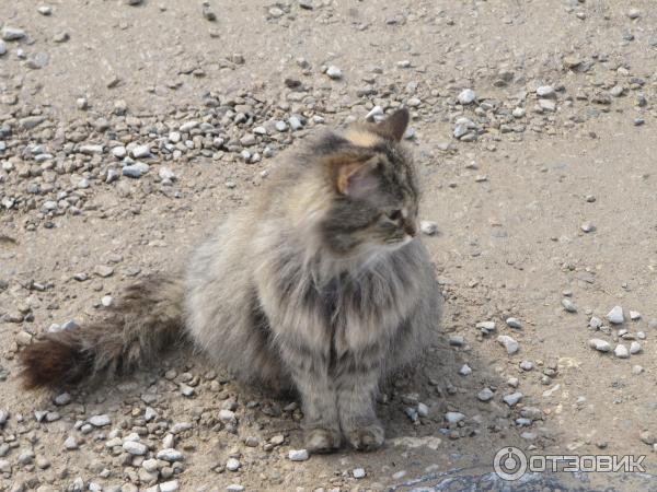 Рождества Богородицы Свято-Пафнутьев Мужской Монастырь (Россия, Боровск) фото