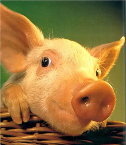 Шелудивый Свин