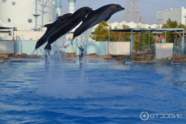 Дельфинарий Dolphin World (Египет, Хурада) фото