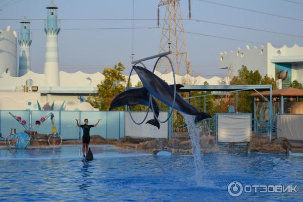 Дельфинарий Dolphin World (Египет, Хурада) фото