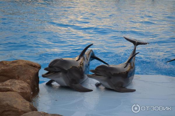 Дельфинарий Dolphin World (Египет, Хурада) фото