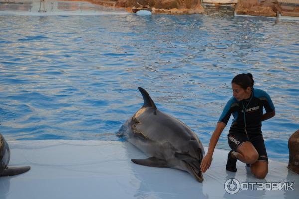 Дельфинарий Dolphin World (Египет, Хурада) фото