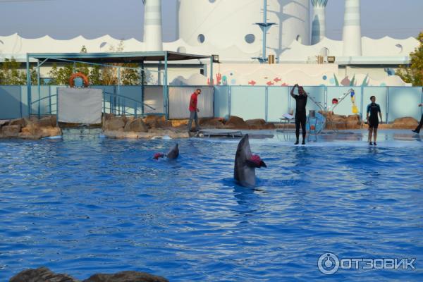 Дельфинарий Dolphin World (Египет, Хурада) фото