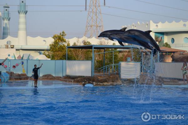 Дельфинарий Dolphin World (Египет, Хурада) фото