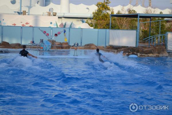 Дельфинарий Dolphin World (Египет, Хурада) фото