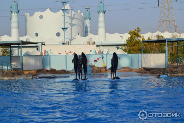 Дельфинарий Dolphin World (Египет, Хурада) фото