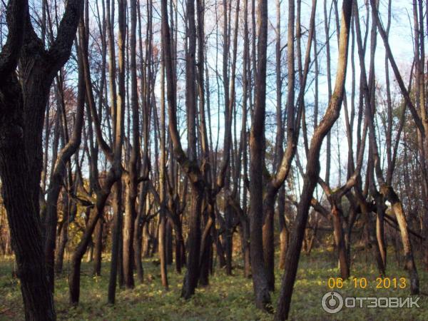 Усадьба Чернышевых (Россия, Ярополец) фото