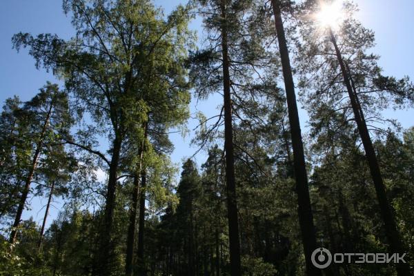 База отдыха Орехово (Россия, Ленинградская область) фото