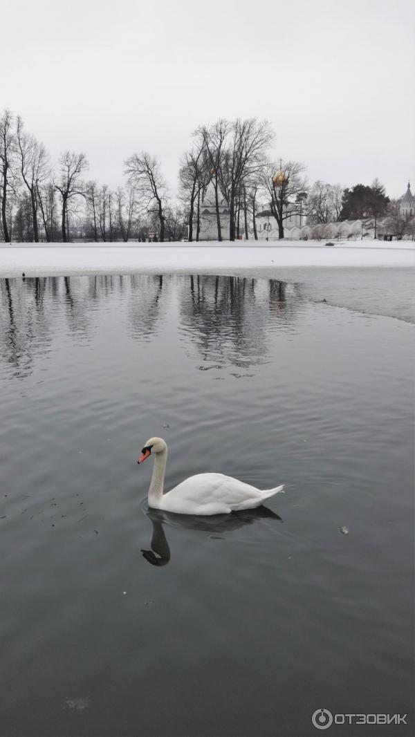 Лебедь один, в озере