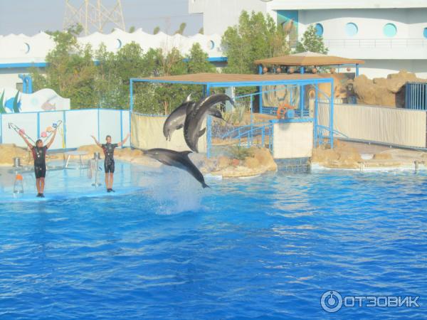 Дельфинарий Dolphin World (Египет, Хурада) фото