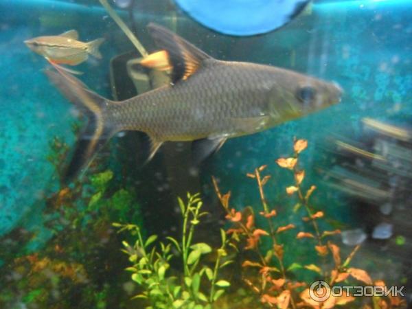 АКУЛИЙ БАЛУ - Balantiocheilos melanopterus 5-6см