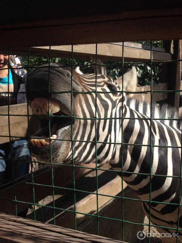 Купить Билет В Сафари Парк Краснодар