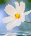 Cosmea