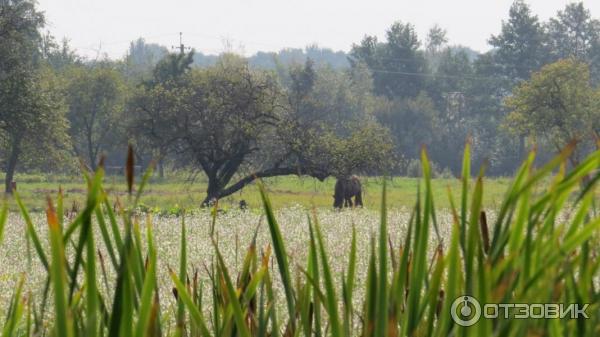 Цифровой фотоаппарат Canon PowerShot SX50 HS