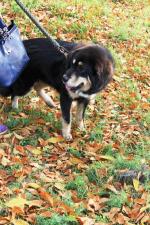 Порода собак "Тибетский мастиф" фото