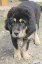 Порода собак "Тибетский мастиф" фото