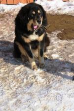 Порода собак "Тибетский мастиф" фото