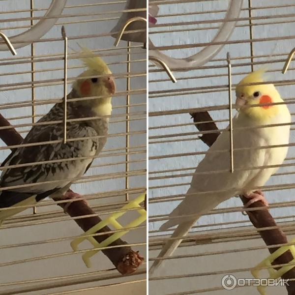 Полнорационный корм для средних попугаев Versele-Laga Big Parakeets Prestige фото