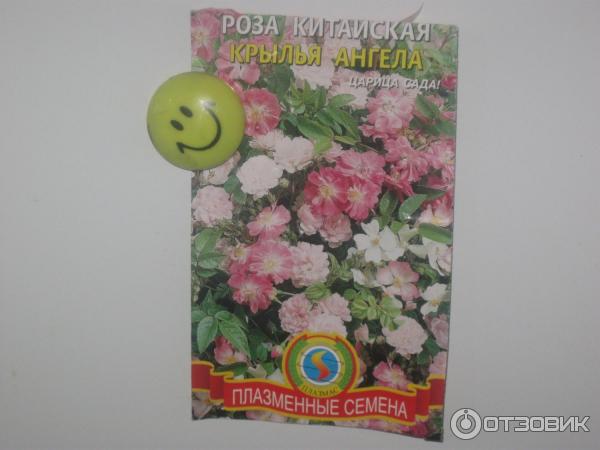 Роза Китайская Крылья Ангела Фото