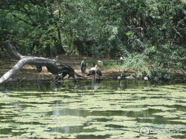 водоплавающие птицы