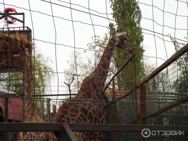 Купить Билет В Сафари Парк Краснодар