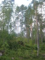 Отдых на озере Петровское (Россия, Ленинградская область) фото