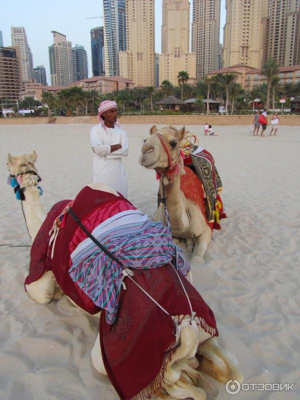 Пляж Dubai Marina beach (ОАЭ, Дубай) фото