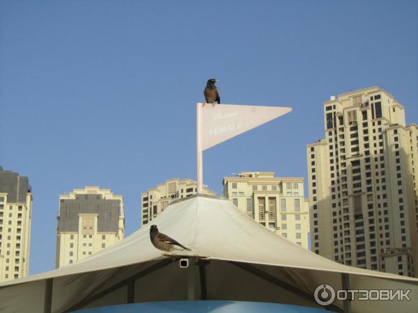 Пляж Dubai Marina beach (ОАЭ, Дубай) фото