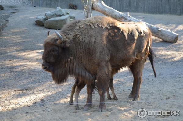 Музей Skansen (Швеция, Стокгольм) фото