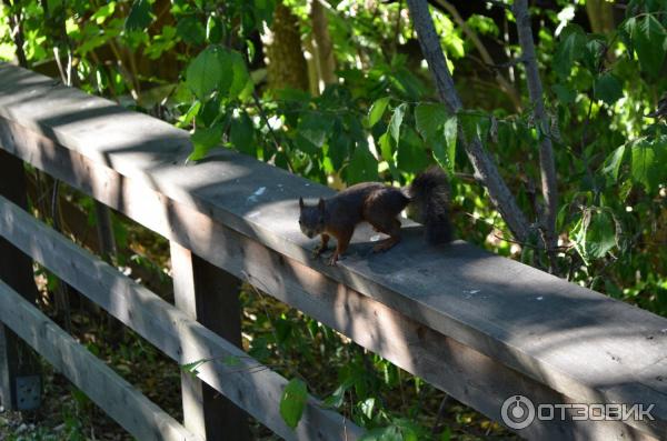 Музей Skansen (Швеция, Стокгольм) фото