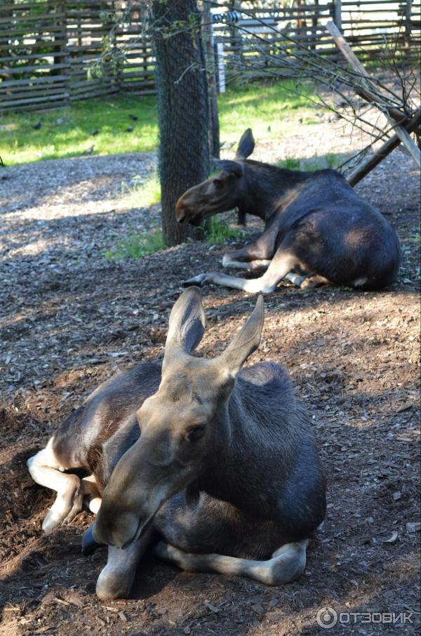 Музей Skansen (Швеция, Стокгольм) фото