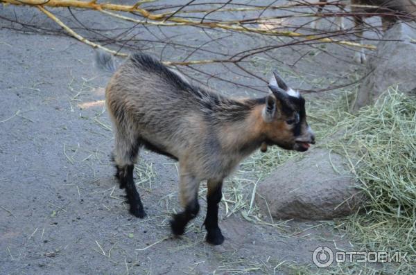 Музей Skansen (Швеция, Стокгольм) фото