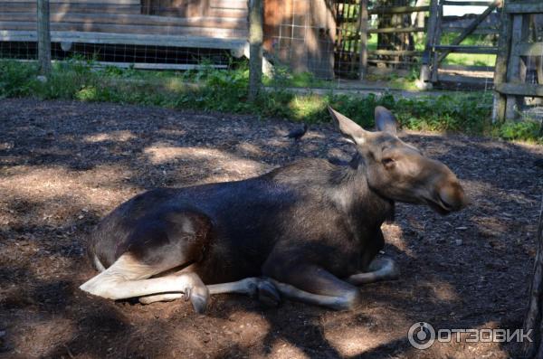 Музей Skansen (Швеция, Стокгольм) фото