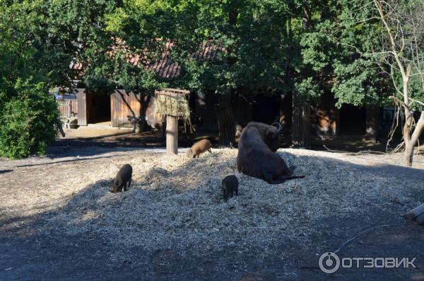 Музей Skansen (Швеция, Стокгольм) фото