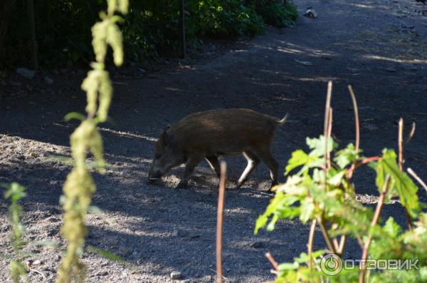 Музей Skansen (Швеция, Стокгольм) фото