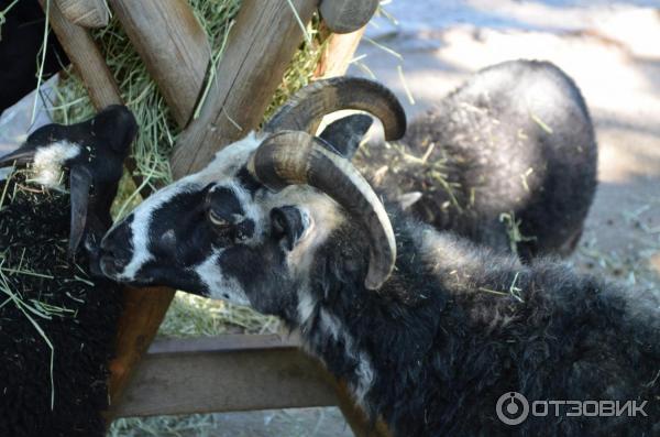 Музей Skansen (Швеция, Стокгольм) фото