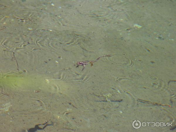 Чучхурский водопад (Россия, Карачаево-Черкесия) фото