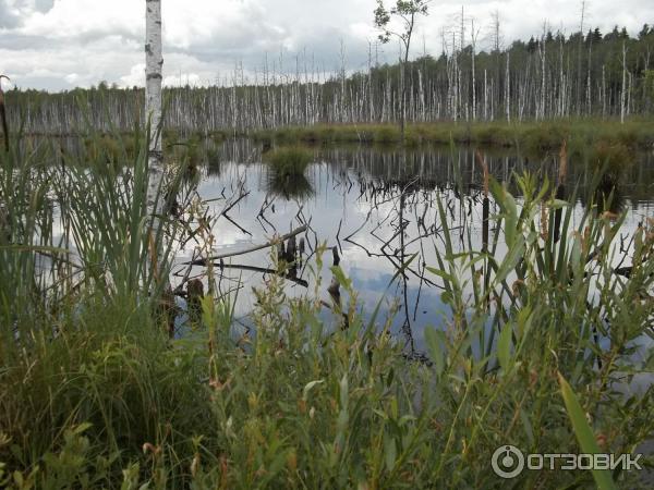 болотце с карасями