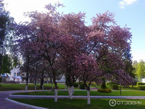 Санаторий Истра работников Прокуратуры РФ (Россия, Московская область) фото