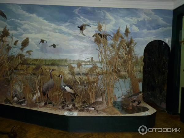 Народного музея природы ст. Ясенский музей. Краеведческий музей ейск. Ейск музей в ясенской. Ясенской красивые картинки.