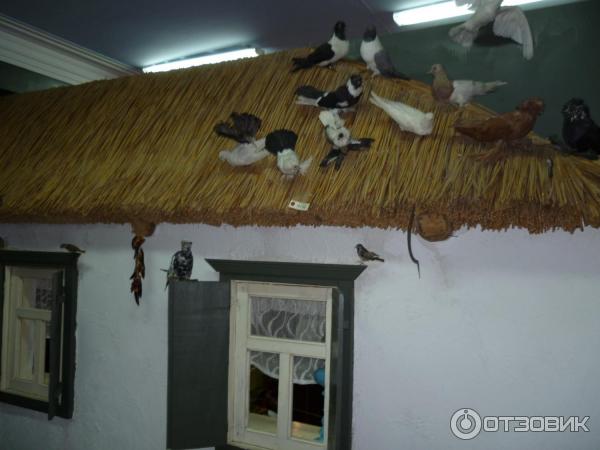 Музей фотографии музея станицы марьинской красноармейского. Ейский районный краеведческий музей ст ясенская. Ясенский музей. Музей станицы ясенской. Народного музея природы ст.