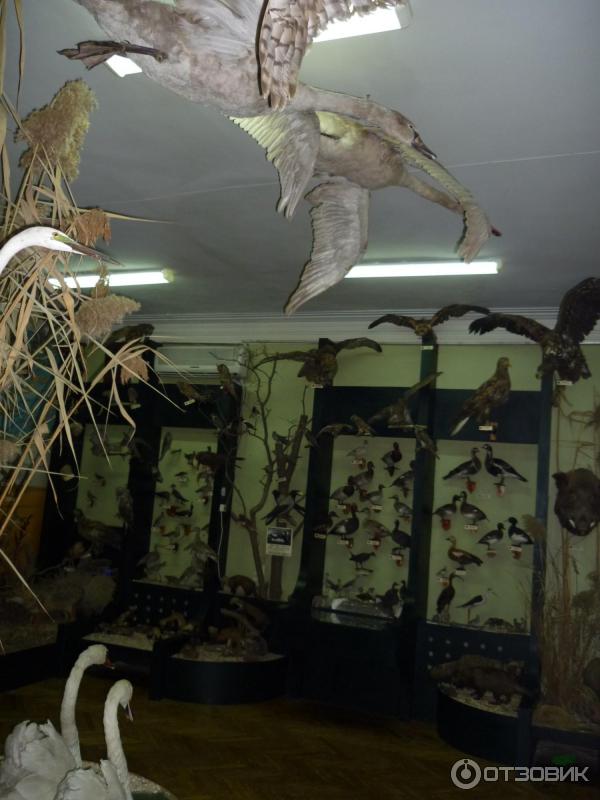 Ейский районный краеведческий музей ст ясенская. Народного музея природы ст. Ясенской. Музей в ясенской. Ясенский музей.