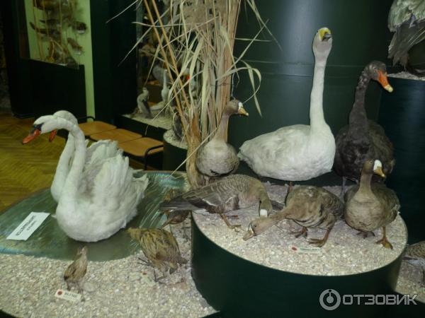 Ясенской красивые картинки. Ясенской красивые картинки. Ясенской красивые картинки. Ясенский музей. Народного музея природы ст.