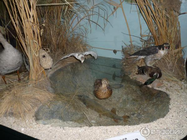 Народного музея природы ст. Ейский районный краеведческий музей. Ясенский музей. Ейский районный краеведческий музей. Ейский районный краеведческий музей.