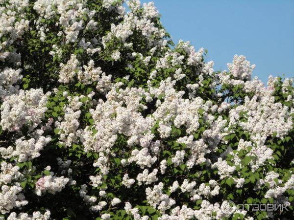 Сирень Красавица Москвы Купить Саженцы В Москве