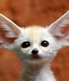 Юлия FennecFox