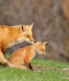 Mother Fox